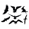 Bird vecor silhouettes 