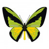 Ornithoptera goliath butterfly vector