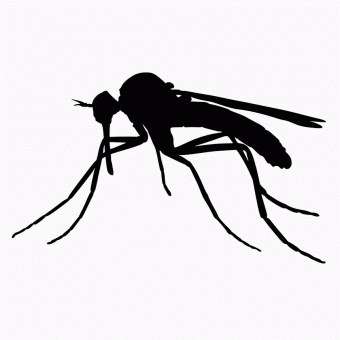 Mosquito silhouette