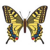 Papilio Machaon butterfly vector
