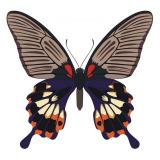 Papilio Memnon butterfly vector