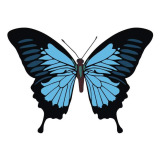 Papilio ulysses butterfly vector