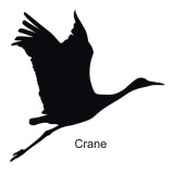 Crane silhouette