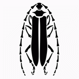 Longhorn beetle stencil pattern