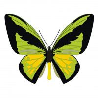 Ornithoptera goliath butterfly vector