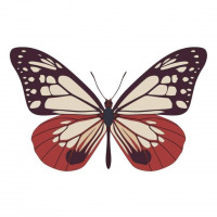Parantica sita butterfly vector