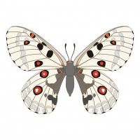 Parnassius apollo butterfly vector